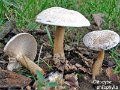Clitocybe phyllophila-amf440